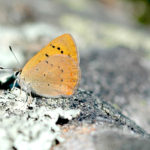 Lustrous copper butterfly