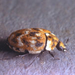 Dermestid beetle