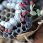 Box Elder bugs in wasp nest.