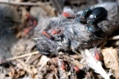 Box Elder bugs eating a dead mouse.