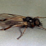 March fly, male