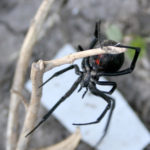 Western Widow Spider