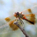 Dragonfly on a stick.