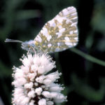 Large marbled white butterfly.