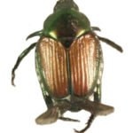 Japanese Beetle.