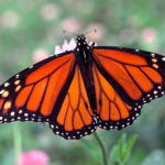Monarch butterfly, wings spread