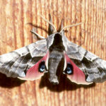 Sphinx moth.