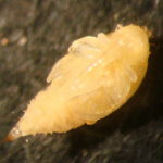 Sphaeralcea weevil pupa, ventral view