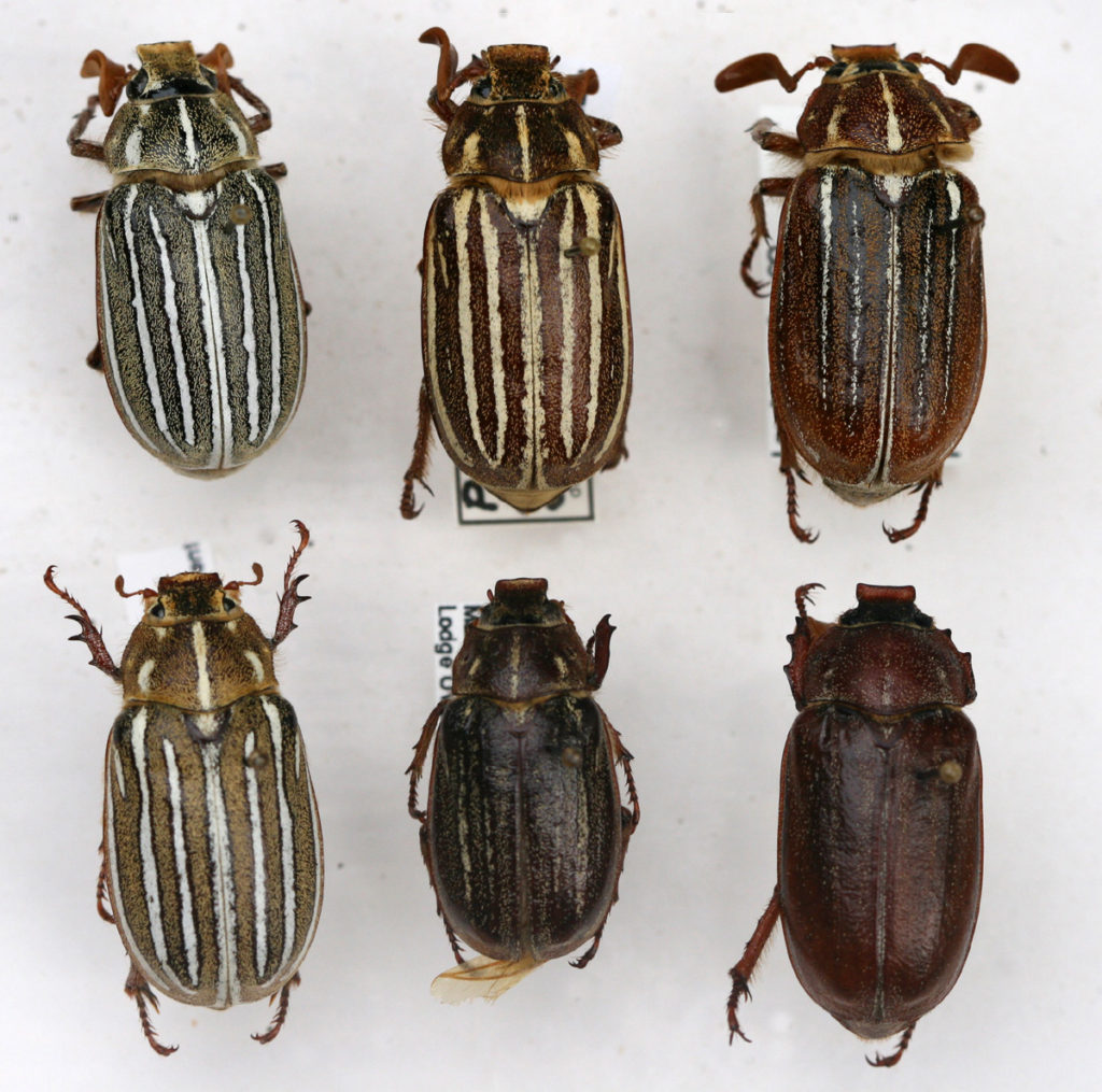 Native Insects, Coleoptera-Beetles – Western Colorado Insects