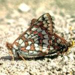 Checkerspot butterflies