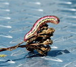 Noctuid larva