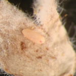Sphaeralcea Weevil egg