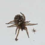 Wolf Spider with spiderlings.