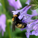 Bumble bee in purple flower.